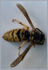 Yellow Jacket Wasp | Yellow Jacket