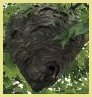 Hive made by bald-faced hornets in a tree, baldface hornet nest